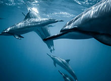 九游娱乐官方网站-开云登录入口：开启无缝与安全的数字门槛